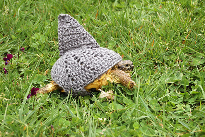 cute-crochet-tortoise-cozy-katie-bradley