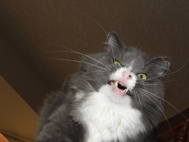 21 Hilarious Pictures Of Cats That Are About To Sneeze Bored Panda