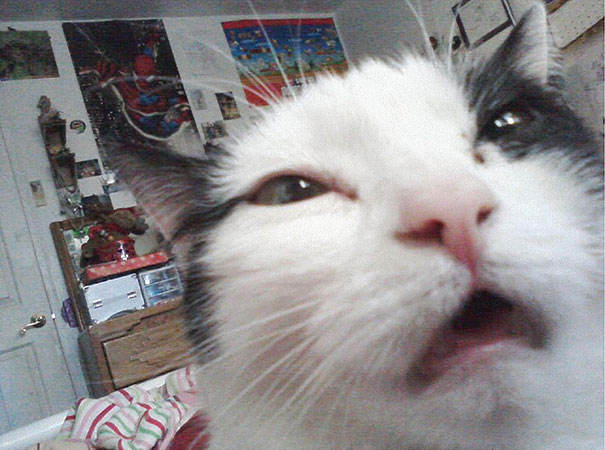 funny-cats-sneezing-3.jpg