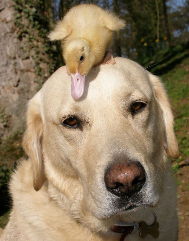 Friendships can come in all shapes and sizes … even in the animal world! –  Wondrlust