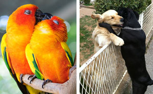 20+ Animal Couples That Prove Love Exists In The Animal Kingdom Too