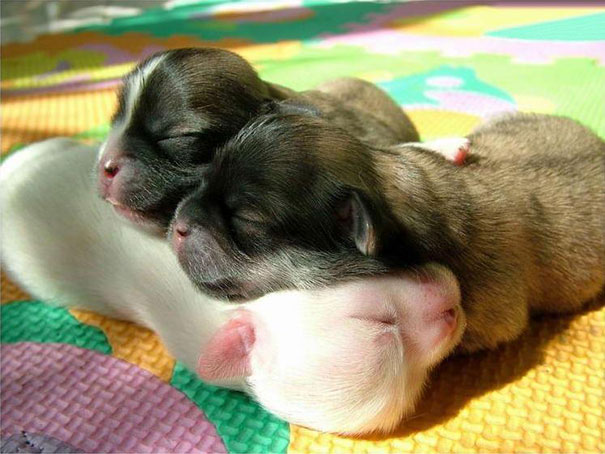 cute-animals-sleeping-pillows-17