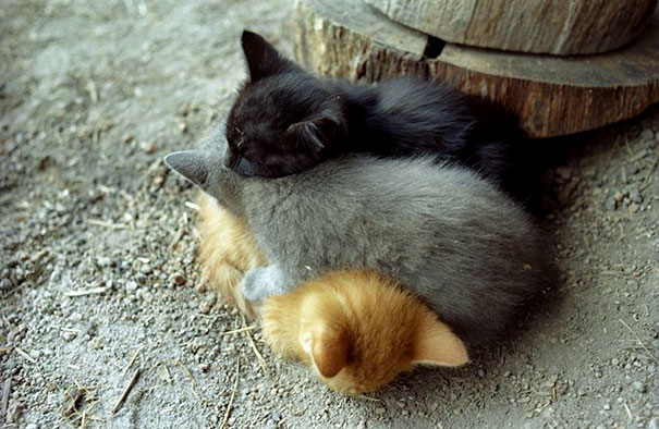 cute-animals-sleeping-pillows-19