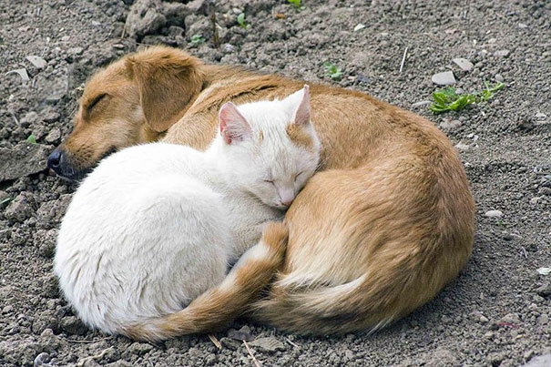 cute-animals-sleeping-pillows-21