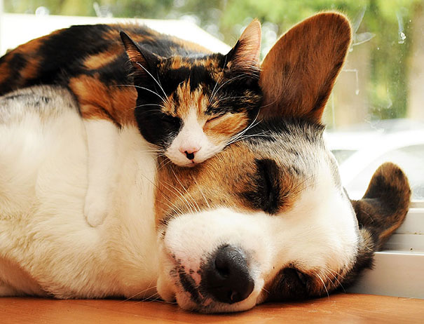 cute-animals-sleeping-pillows-23