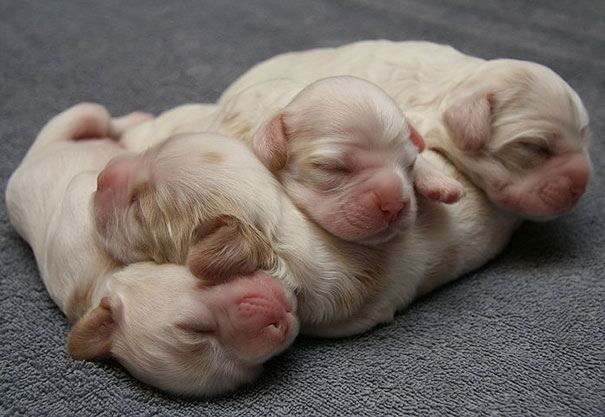 cute-animals-sleeping-pillows-24