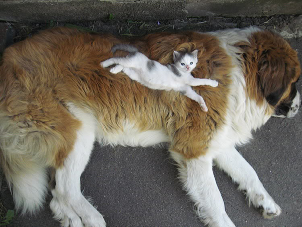 cute-animals-sleeping-pillows-28