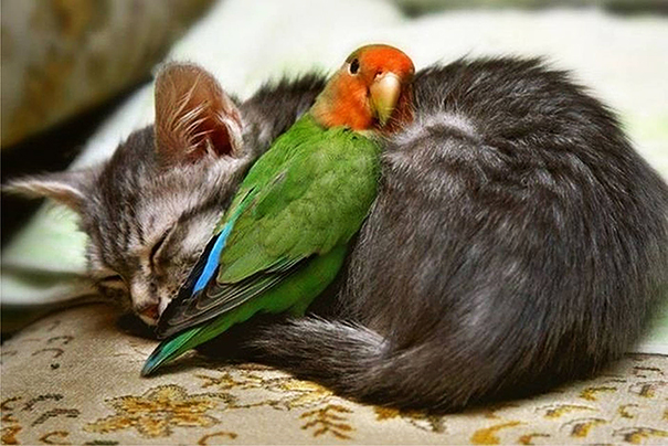 cute-animals-sleeping-pillows-29