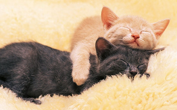 cute-animals-sleeping-pillows-5