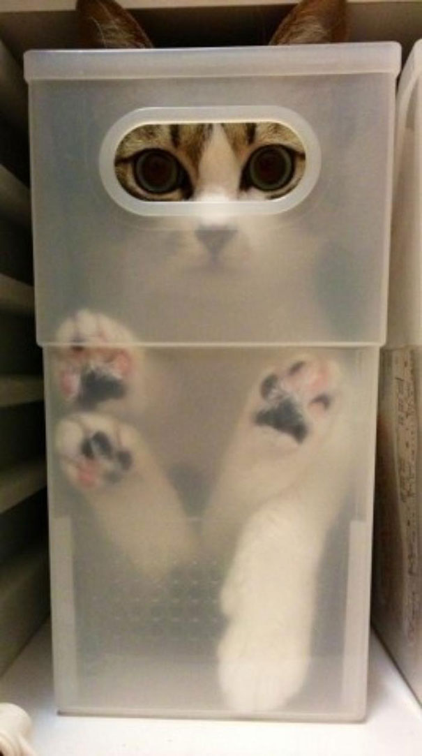 [Image: funny-cats-if-it-fits-i-sits-3.jpg]