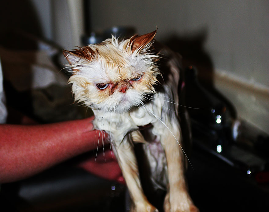 Bilderesultat for cats hate bathing
