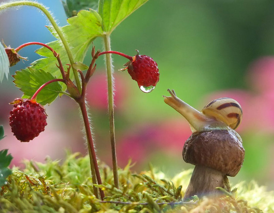 kawaiiraggie:  stonecobra:stonecobra:Can we talk AboutHowBeautifulSnailsAre?SeriouslyJust Look!!!IT HAS A FLOWER (Vyacheslav Mishchenko)    Every once in a while this post starts getting  a ton of notes again and it makes me really happy because the