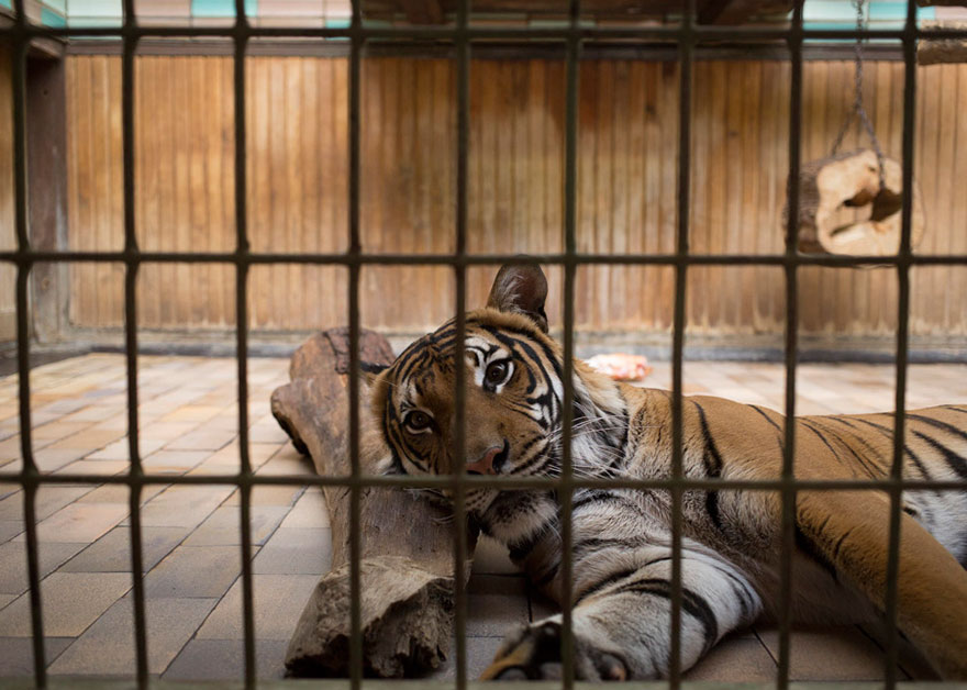 Animals Behind Bars. Zoos are a major form of entertainment… | by Sam Hayes  | Medium