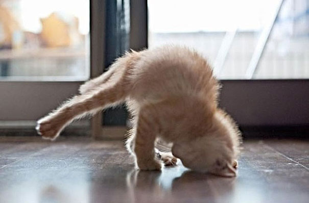 funny-animals-doing-yoga-18.jpg