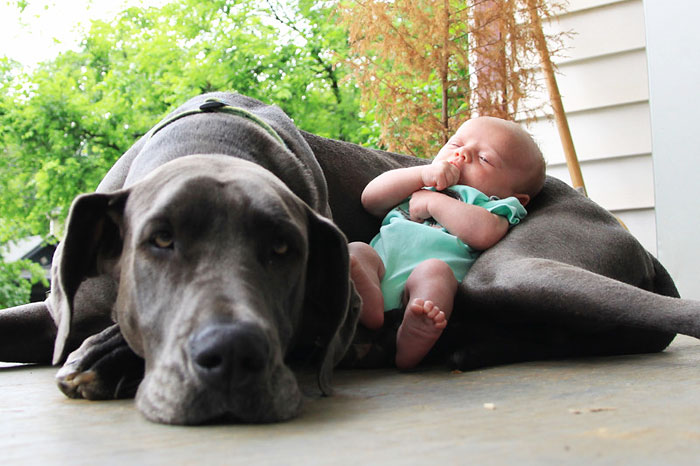 cute-big-dogs-and-babies-12.jpg