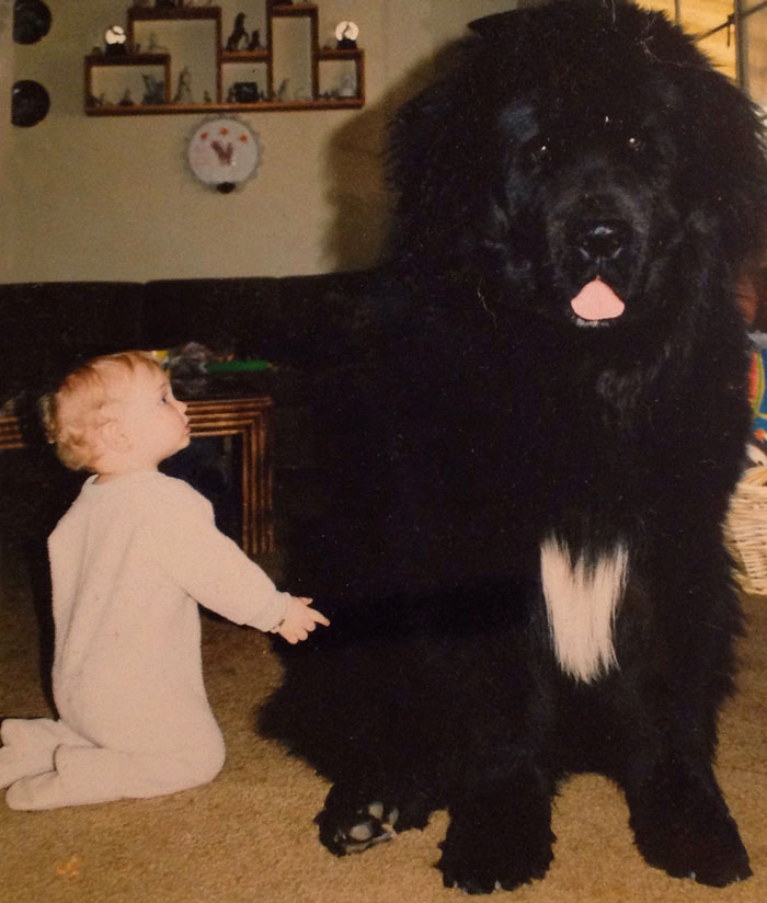 cutest big dog breeds