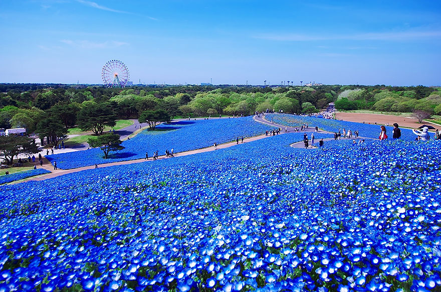4 5 Million Baby Blue Eyes In Hitachi Seaside Park In Japan Bored Panda