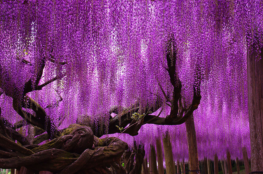 Image result for Just outside of Tokyo you will find one of the most beautiful giant wisterias in the world