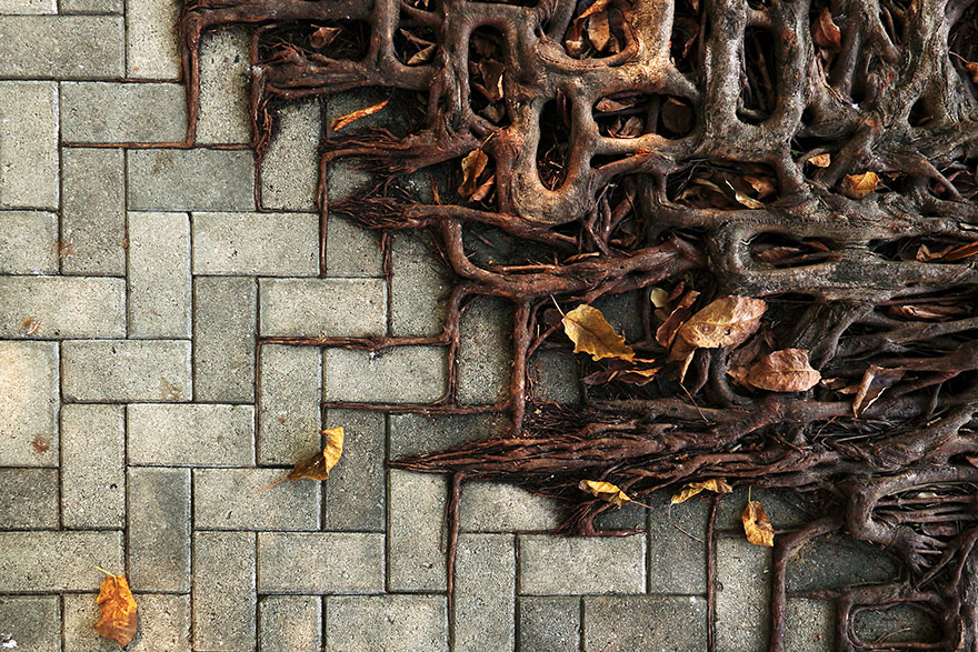 tree-roots-concrete-pavement-16