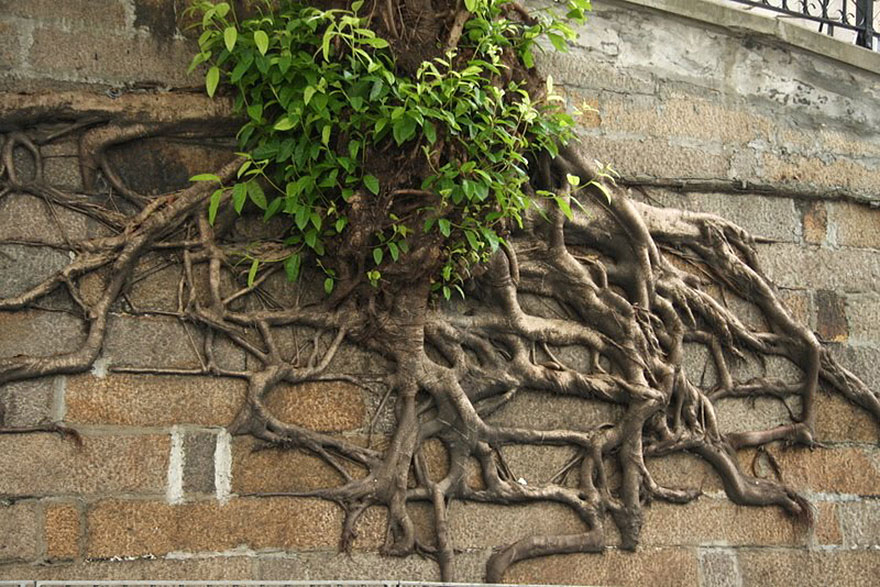 tree-roots-concrete-pavement-19