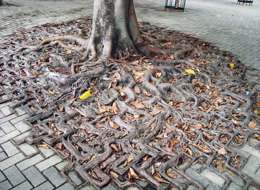 tree-roots-concrete-pavement-3