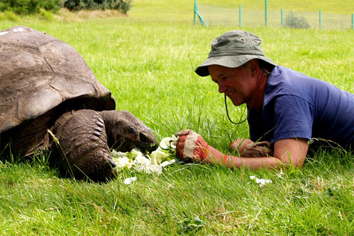 http://static.boredpanda.com/blog/wp-content/uploads/2014/08/182-year-old-tortoise-jonathan-6.jpg