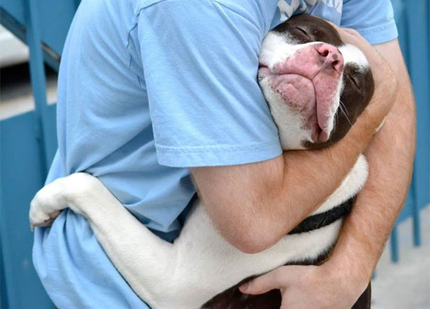 pitbull hugging human