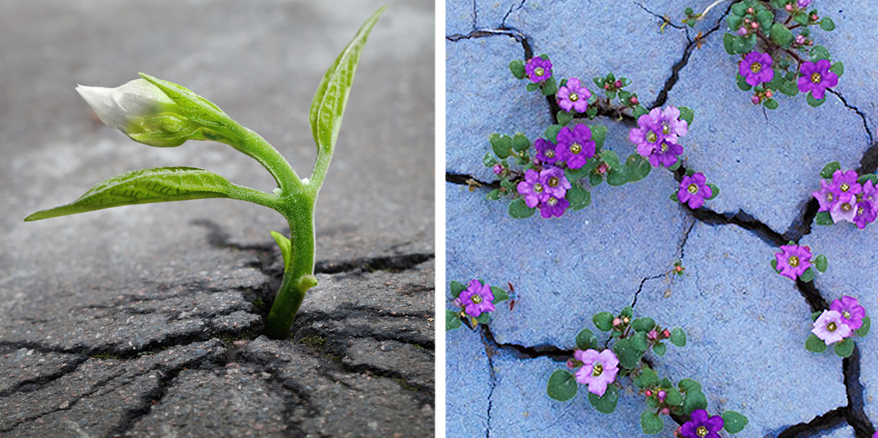 Life Finds A Way: 25 Plants That Just Won’t Give Up | Bored Panda