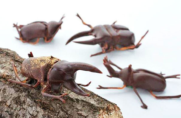 Chocolate Rhinocerous Beetles