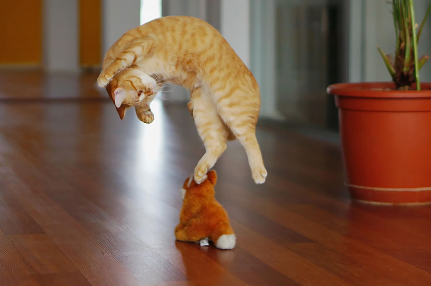 funny-jumping-cats-20__880.jpg