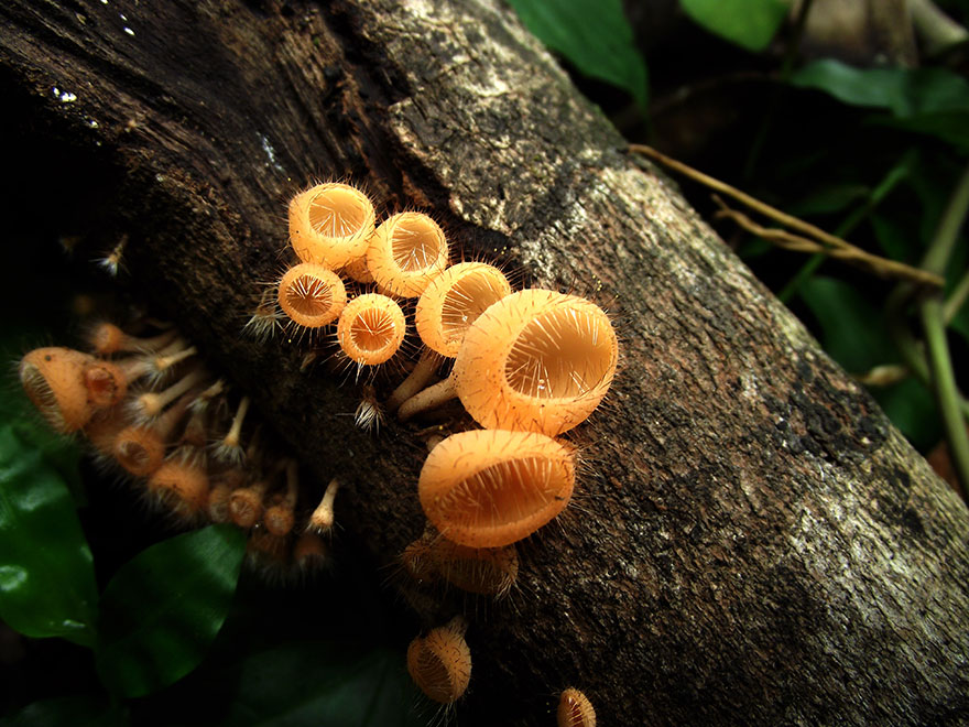 Tiny Golden Mushrooms