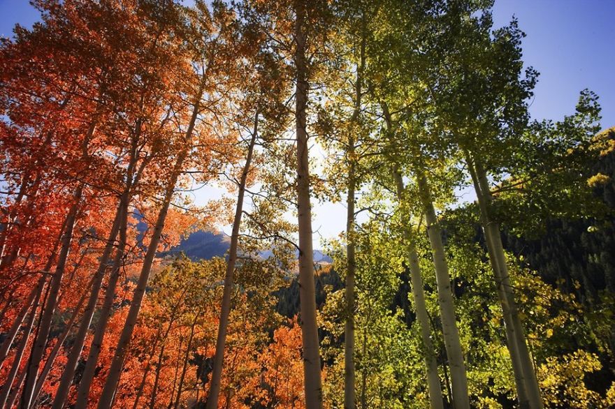 Rainbow Trees, Aspen, Colorado