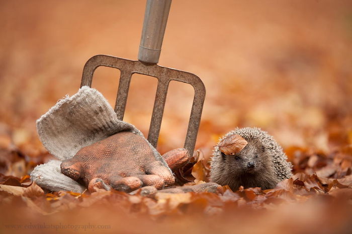 Garden Hedgehog