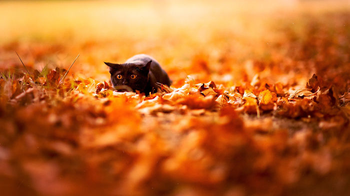 Autum Cat