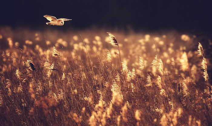 Barn Owl