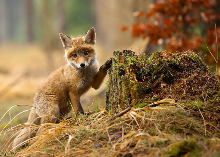 Fox