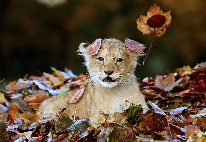 Lion Cub Loves Playing With Autumn Leaves