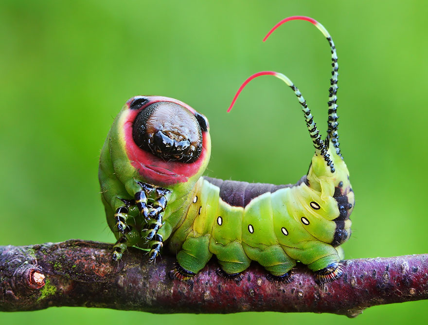 caterpillar-moth-butterfly-before-after-metamorphosis-21-2