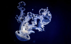 Post Your Favourite Jellyfish Photos!