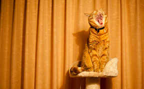 Meet Luccie: My Yawning And Stalking Cat