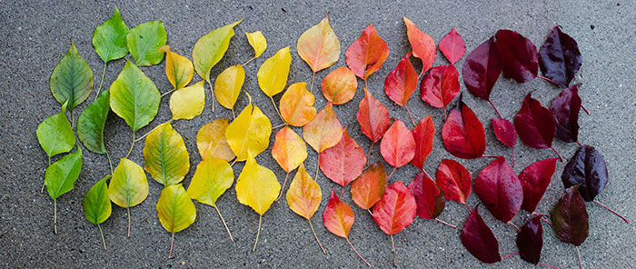 15+ Photos Reveal The Full Spectrum Of Autumn’s Colors | Bored Panda