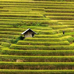 Rice Terraces Of Mu Cang Chai, Vietnam