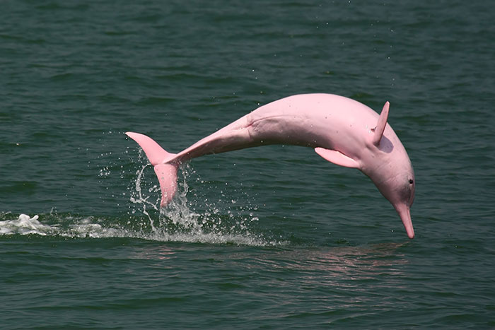 Pink Dophin