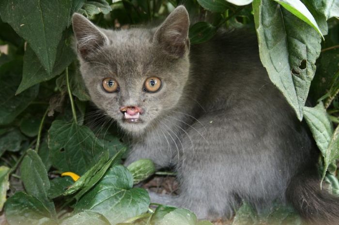 Lazarus, The Rescued Vampire Cat