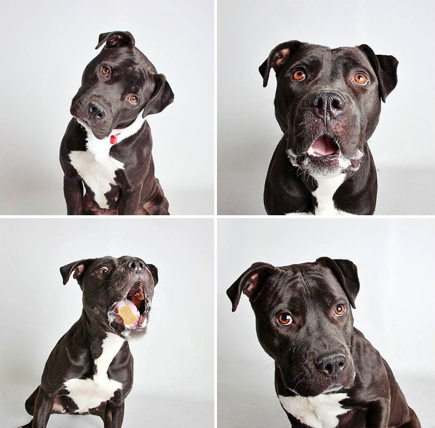adopted-dog-teton-pitbull-humane-society-utah-13