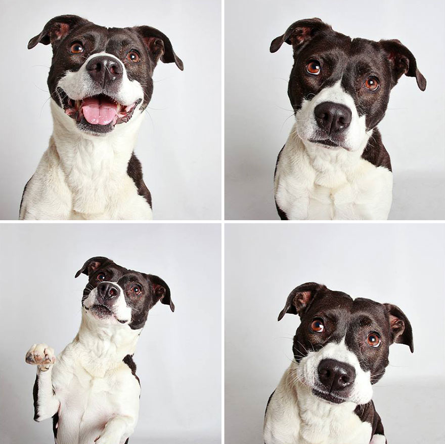 adopted-dog-teton-pitbull-humane-society-utah-14