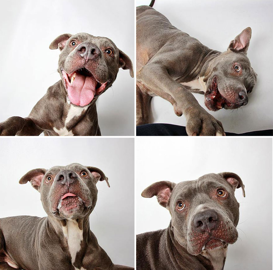 adopted-dog-teton-pitbull-humane-society-utah-22
