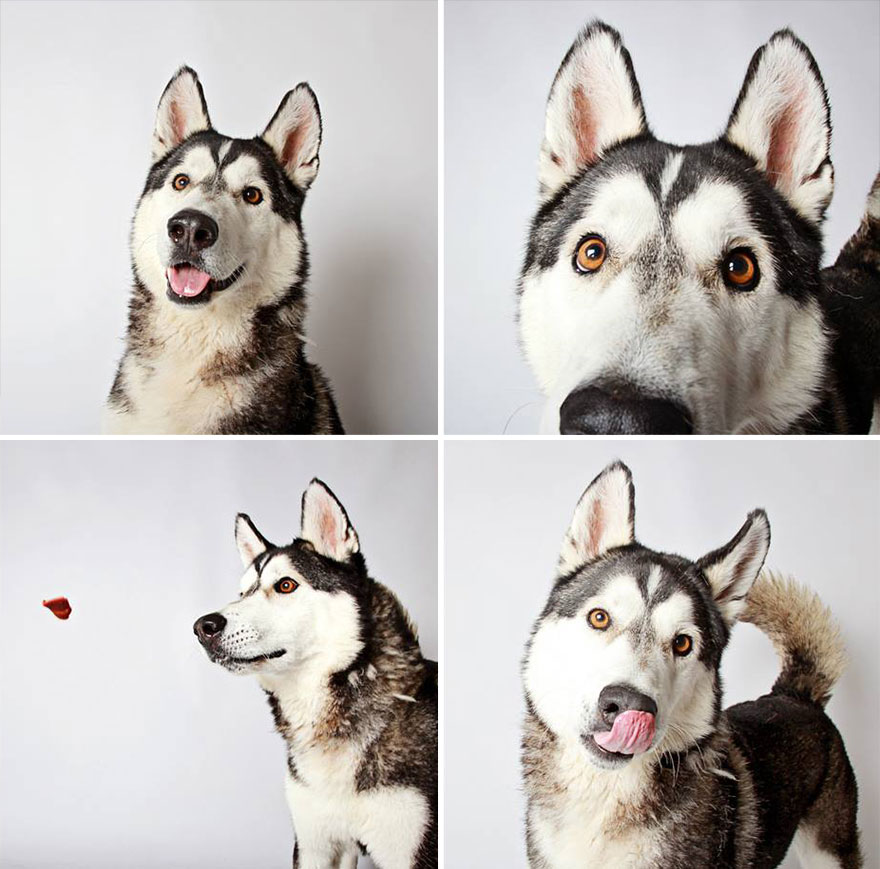 adopted-dog-teton-pitbull-humane-society-utah-27