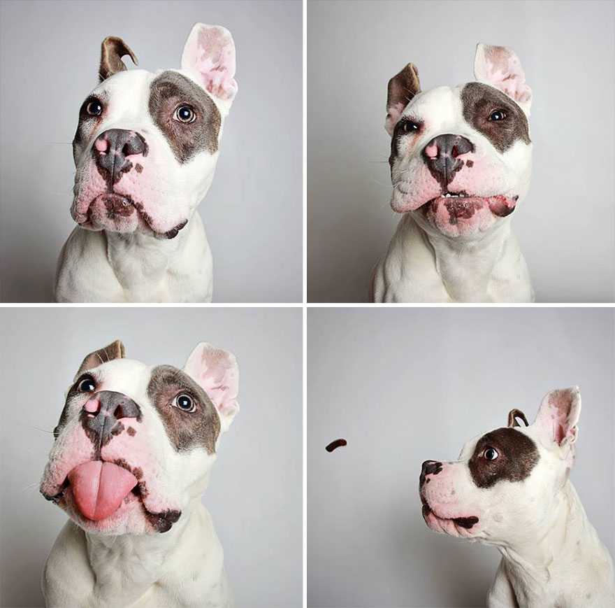 adopted-dog-teton-pitbull-humane-society-utah-4