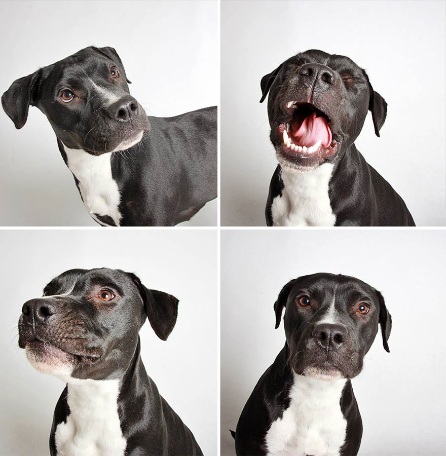 adopted-dog-teton-pitbull-humane-society-utah-9